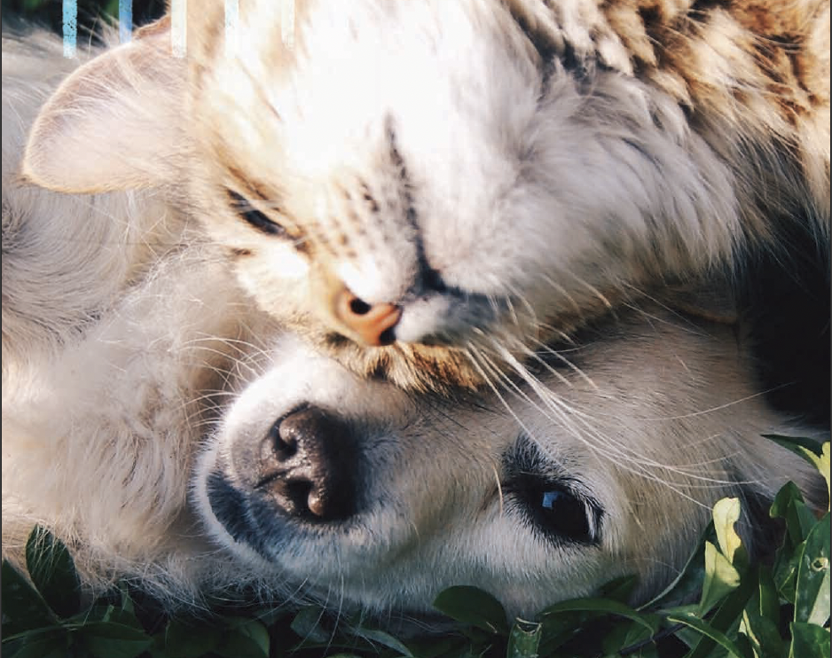 dog and cat embracing